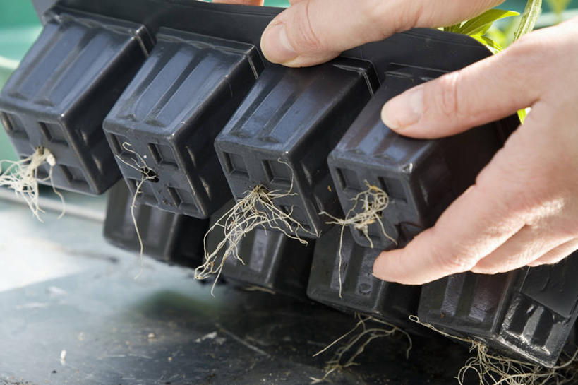 一个人,横图,室外,特写,白天,农业,塑胶,园艺,鱼尾菊,餐盘,容器,职业,摄影,生长,部分,登月舱,关爱,秧苗,开端,彩图,全画面,全框架,全帧,全画幅