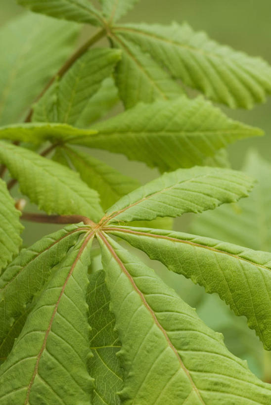 无人,竖图,室外,特写,白天,留白,美景,植物,叶子,景观,栗子,树,绿色,自然,景色,摄影,生长,环境,清新,自然风光,柔焦,七叶树,落叶树,栗树,彩图,全画面,全框架,全帧,全画幅