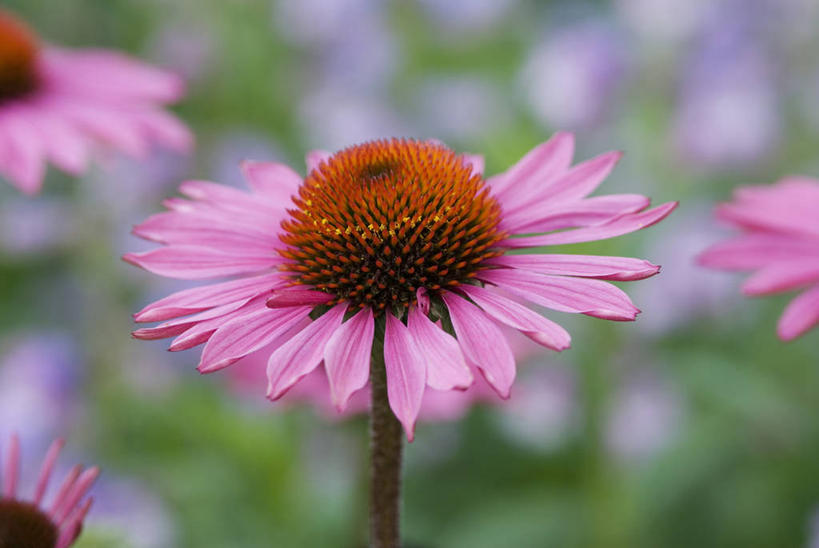 无人,横图,室外,特写,白天,留白,美景,植物,药,盛开,景观,花蕾,花,花瓣,花朵,鲜花,一朵,一个,粉色,自然,医疗用品,夏天,花苞,花蕊,景色,摄影,金花菊,单个,环境,草本,清新,自然风光,紫锥花,柔焦,秋天,彩图,多年生植物