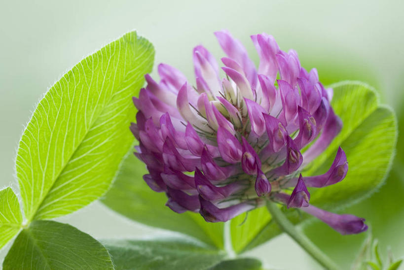 无人,横图,室外,特写,白天,幸福,美景,植物,叶子,景观,三叶草,野花,花,花瓣,一个,粉色,绿色,自然,景色,摄影,单个,环境,草本,清新,自然风光,柔焦,车轴草,苜蓿,彩图,全画面,全框架,全帧,全画幅