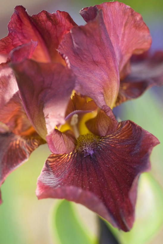 无人,竖图,室外,特写,白天,留白,美景,植物,盛开,景观,花蕾,花,花瓣,花朵,鲜花,一朵,一个,红色,自然,花苞,花蕊,景色,摄影,单个,部分,环境,鸢尾,清新,自然风光,塔罗牌,青铜,彩图,全画面,全框架,全帧,全画幅,多年生植物