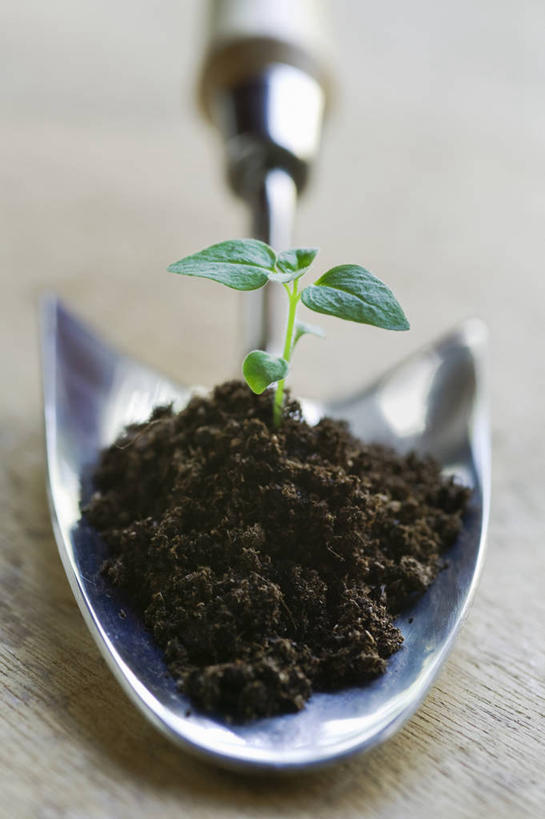 无人,竖图,室外,特写,白天,留白,正面,美景,静物,叶子,光线,金属,盆栽,景观,泥土,园艺,光芒,设备,现代,物品,一个,自然,景色,摄影,生长,金鱼草,单个,环境,脆弱,清新,自然风光,秧苗,泥铲,开端,彩图