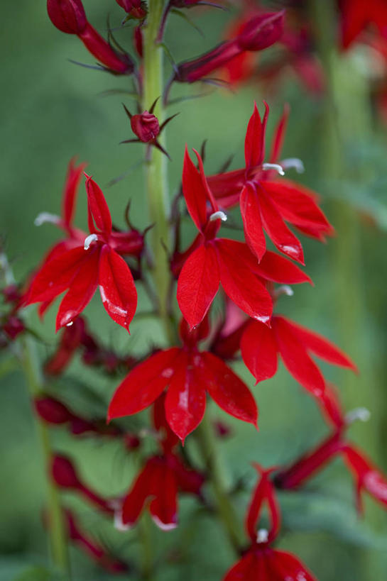 无人,竖图,彩色,室外,特写,白天,留白,美景,植物,景观,花,花瓣,红色,自然,夏天,景色,摄影,生长,五颜六色,环境,色彩斑斓,清新,自然风光,柔焦,五彩缤纷,五彩斑斓,五光十色,彩图,全画面,全框架,全帧,全画幅,半边莲属