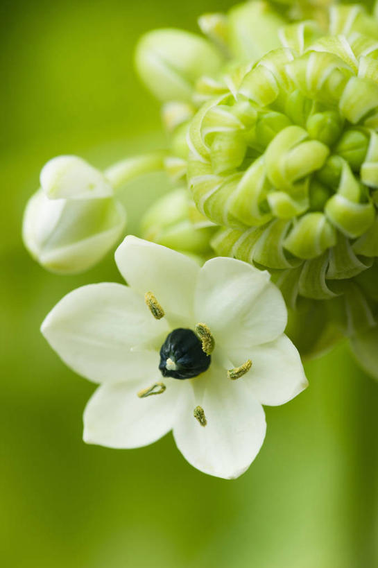 无人,竖图,室外,特写,白天,留白,微距,美景,植物,景观,花蕾,花,花瓣,白色,自然,春天,打开,景色,摄影,生长,环境,开启,显现,自然风光,柔焦,苍白,七瓣莲,开端,彩图