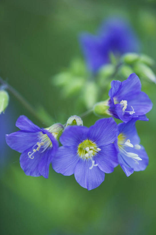 无人,竖图,室外,特写,白天,留白,美景,植物,景观,花,花瓣,蓝色,紫色,自然,春天,景色,摄影,环境,清新,自然风光,柔焦,旧约,彩图