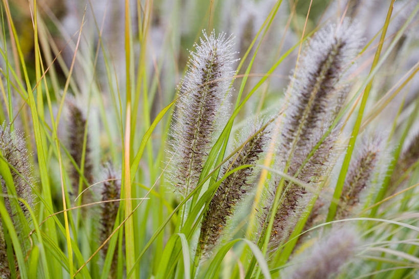 无人,横图,室外,特写,白天,留白,美景,植物,叶子,羽毛,景观,褐色,草,花,粉色,自然,景色,摄影,生长,成长,环境,清新,自然风光,苍白,肌理,观赏草,变性植物,天南星,下萨克森,烘干,秋天,彩图,全画面,全框架,全帧,全画幅,喷泉椒草