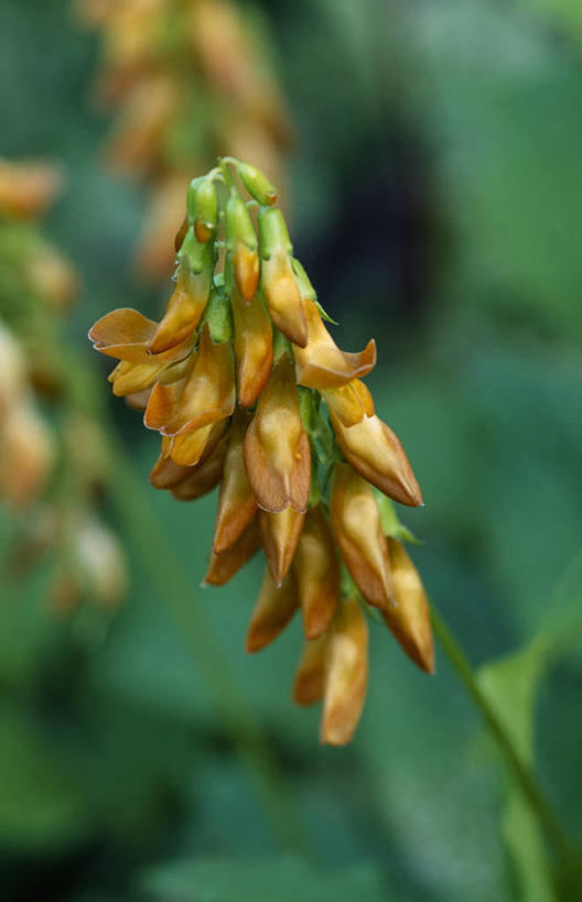 无人,攀登,竖图,室外,特写,白天,留白,美景,植物,细菌,景观,香豌豆,花,花瓣,自然,夏天,橙色,景色,摄影,环境,豌豆花,清新,自然风光,柔焦,户外活动,彩图,原核生物