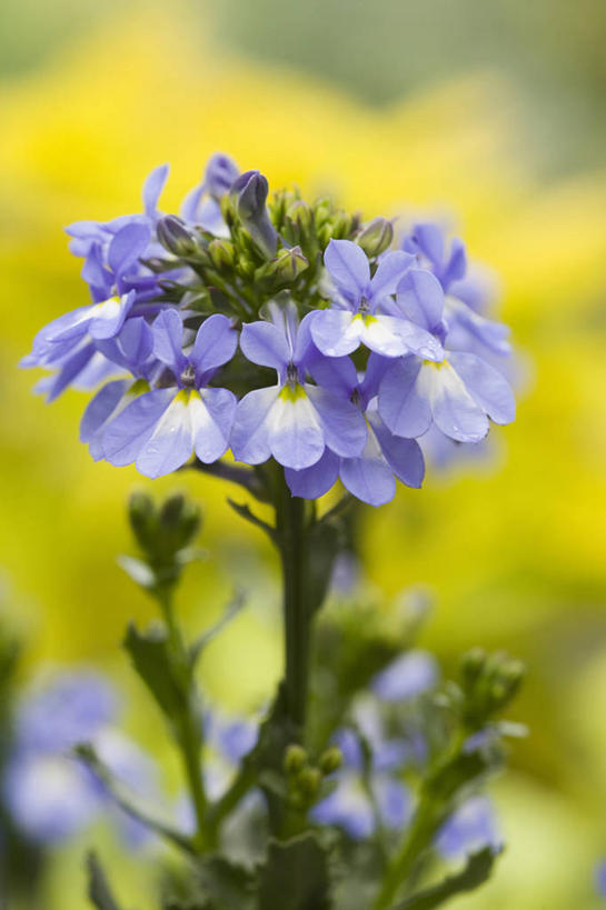 无人,竖图,室外,特写,白天,留白,美景,植物,花坛,景观,花,花瓣,蓝色,自然,夏天,景色,摄影,环境,自然风光,苍白,彩图,全画面,全框架,全帧,全画幅,半边莲属