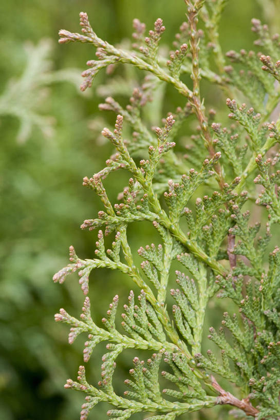 东方人,无人,竖图,室外,特写,白天,留白,美景,植物,叶子,景观,枝,树,自然,春天,树苗,景色,摄影,生长,灌木,环境,清新,自然风光,常绿树,开端,针叶树,彩图,月