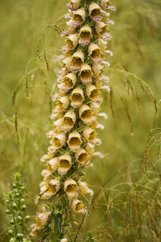 无人,竖图,室外,白天,留白,美景,植物,景观,尖顶,褐色,花,花瓣,黄色,自然,夏天,景色,摄影,环境,毛地黄,自然风光,柔焦,青铜,彩图,全画面,全框架,全帧,全画幅,二年生植物