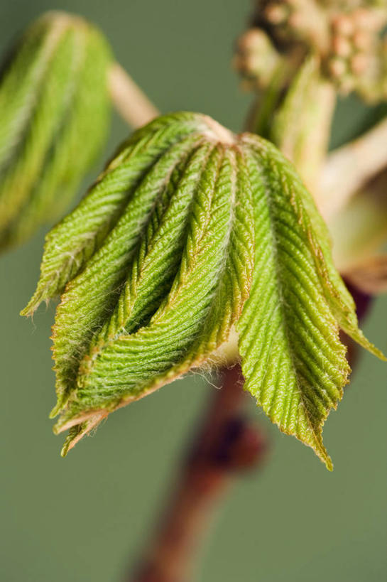 无人,竖图,彩色,室内,室外,特写,白天,留白,美景,植物,叶子,开,景观,种子,枝,现代,树,一个,自然,春天,打开,景色,摄影,生长,单个,五颜六色,环境,色彩斑斓,开启,清新,显现,自然风光,五彩缤纷,七叶树,落叶树,肌理,五彩斑斓,娑罗树,五光十色,开端,设计,彩图,全画面,全框架,全帧,影棚拍摄,全画幅