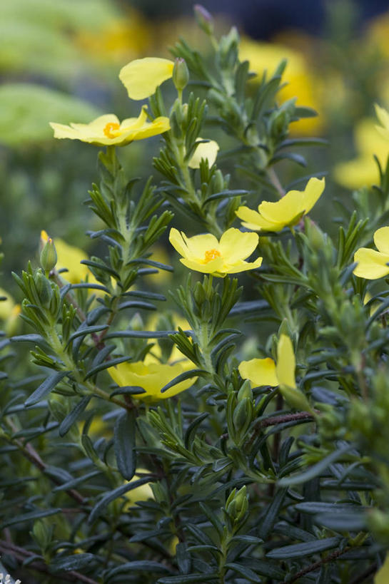 无人,竖图,彩色,室外,特写,白天,留白,美景,植物,叶子,光线,景观,光芒,花,花瓣,黄色,自然,春天,景色,摄影,生长,灌木,五颜六色,环境,色彩斑斓,清新,自然风光,柔焦,五彩缤纷,常绿树,五彩斑斓,五光十色,岩蔷薇,彩图,月