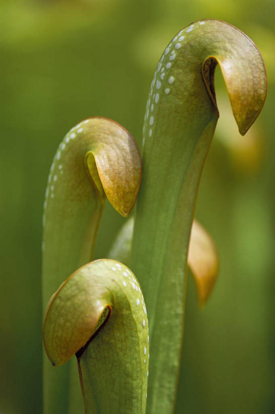 无人,竖图,室外,特写,白天,留白,美景,植物,猪笼草,叶子,斑点,景观,花,三个,绿色,自然,夏天,景色,摄影,生长,成长,环境,气候,热带气候,自然风光,柔焦,青铜,式样,彩图,全画面,全框架,全帧,全画幅