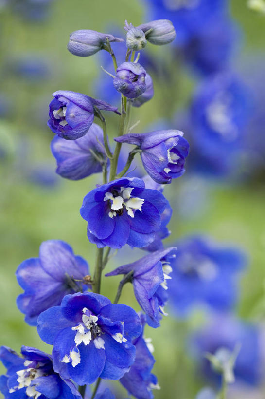 无人,竖图,彩色,室外,特写,白天,留白,美景,植物,景观,尖顶,花,花瓣,蓝色,自然,夏天,景色,摄影,生长,五颜六色,环境,色彩斑斓,清新,自然风光,柔焦,五彩缤纷,五彩斑斓,五光十色,蓝知更鸟,飞燕草,彩图