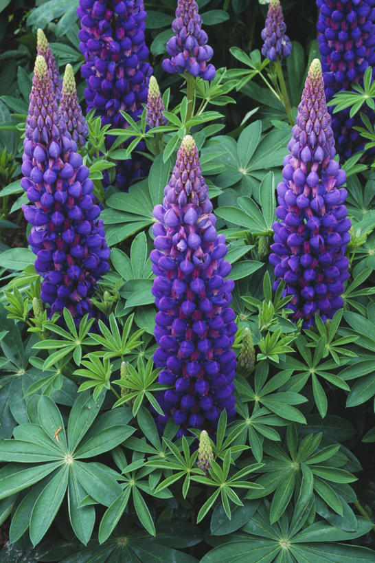 无人,竖图,彩色,室外,白天,美景,植物,叶子,景观,尖顶,花,花瓣,蓝色,紫色,自然,夏天,景色,摄影,生长,五颜六色,环境,色彩斑斓,锋利,豌豆花,尖锐,清新,自然风光,五彩缤纷,白羽扇豆,五彩斑斓,五光十色,潟湖,彩图,全画面,全框架,全帧,蓝湖,全画幅