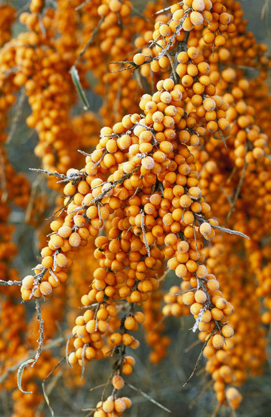 无人,竖图,彩色,室外,白天,美景,植物,浆果,水果,景观,冬天,食品,种子,枝,霜,自然,橙色,景色,酸,摄影,灌木,五颜六色,环境,色彩斑斓,荆棘,自然风光,五彩缤纷,落叶树,五彩斑斓,沙棘,五光十色,彩图,全画面,全框架,全帧,抗坏血酸,全画幅