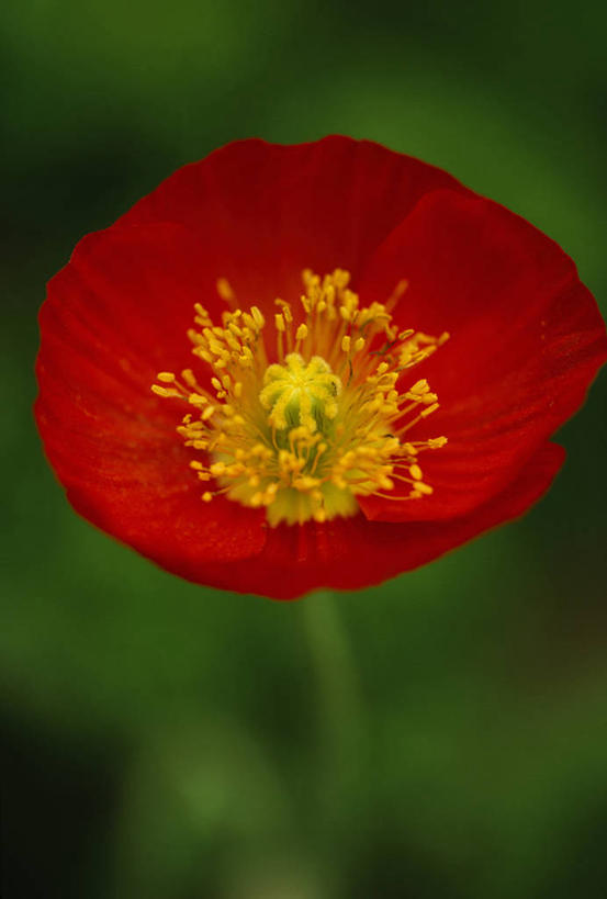 无人,竖图,彩色,室外,特写,白天,留白,美景,植物,欧洲,冰岛,盛开,景观,毛茛,草药,药草,花蕾,中药,花,花瓣,花朵,鲜花,一朵,一个,红色,自然,夏天,花苞,花蕊,景色,摄影,单个,五颜六色,环境,色彩斑斓,脆弱,清新,自然风光,北欧,药材,中草药,柔焦,五彩缤纷,中药材,本草,冰岛共和国,五彩斑斓,老虎脚爪草,鱼疔草,冰岛罂粟,五光十色,彩图