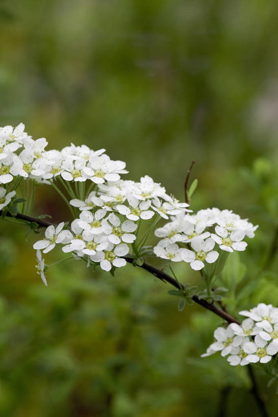 无人,竖图,室外,特写,白天,留白,美景,植物,景观,枝,花,花瓣,花朵,白色,自然,春天,景色,摄影,生长,灌木,环境,清新,自然风光,柔焦,落叶树,彩图,月