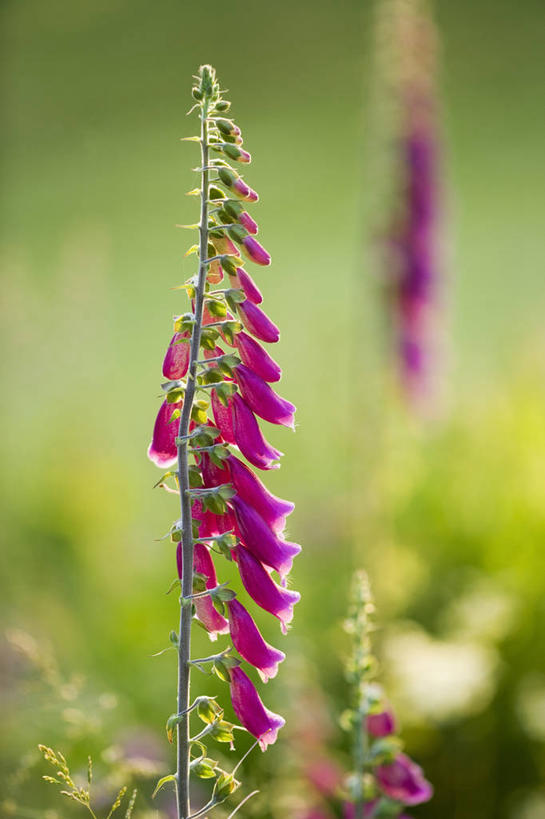 无人,竖图,彩色,室外,特写,白天,留白,美景,植物,日光,景观,尖顶,花,花瓣,粉色,自然,夏天,景色,摄影,五颜六色,环境,色彩斑斓,毛地黄,清新,自然风光,柔焦,五彩缤纷,逆光,五彩斑斓,五光十色,彩图,二年生植物