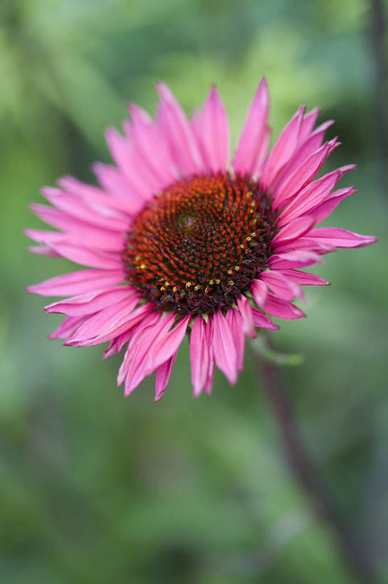 无人,竖图,彩色,室外,特写,白天,留白,美景,植物,盛开,景观,花蕾,花,花瓣,花朵,鲜花,一朵,一个,粉色,自然,夏天,花苞,花蕊,景色,摄影,金花菊,生长,单个,五颜六色,环境,色彩斑斓,清新,自然风光,柔焦,五彩缤纷,品酒,五彩斑斓,五光十色,秋天,彩图