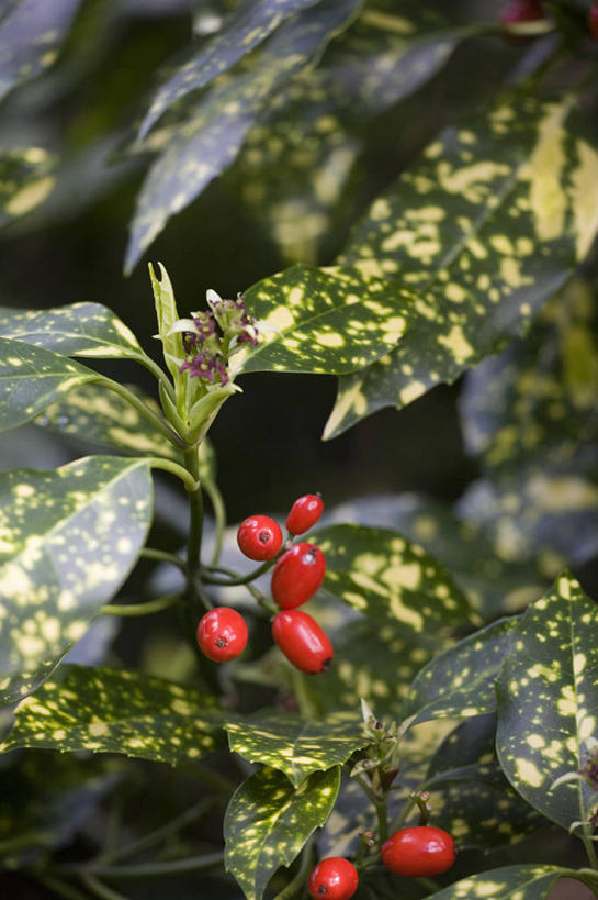 无人,竖图,彩色,室外,特写,白天,留白,美景,植物,浆果,水果,叶子,斑点,景观,冬天,食品,种子,黄色,红色,自然,景色,摄影,灌木,五颜六色,环境,色彩斑斓,自然风光,柔焦,五彩缤纷,常绿树,五彩斑斓,式样,五光十色,秋天,彩图,全画面,全框架,全帧,全画幅,日本桃叶珊瑚