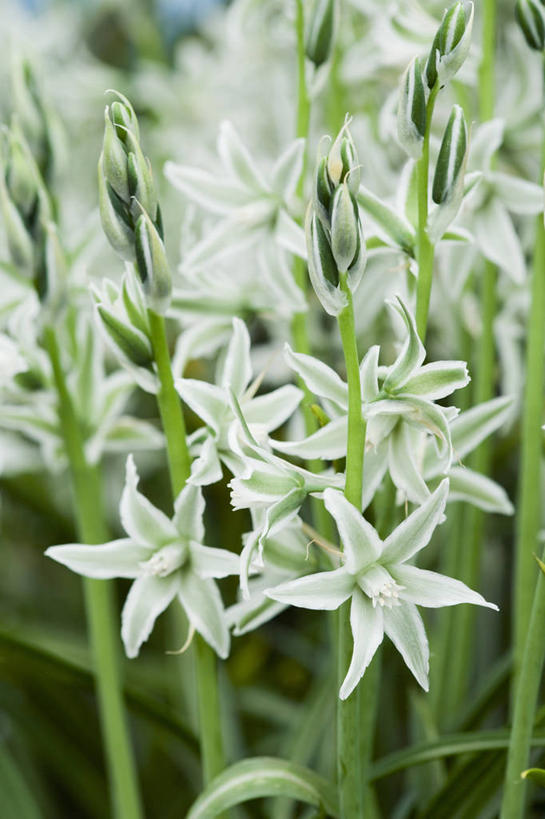 无人,竖图,室外,特写,白天,留白,美景,植物,形状,景观,花,花瓣,白色,自然,春天,星形,景色,摄影,生长,环境,清新,自然风光,柔焦,七瓣莲,彩图,全画面,全框架,全帧,全画幅