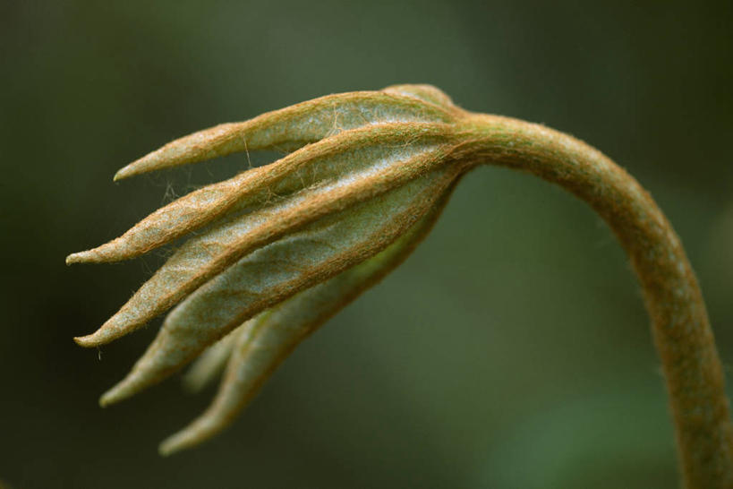 无人,横图,室外,特写,白天,留白,美景,植物,叶子,开,景观,褐色,现代,一个,自然,春天,打开,景色,摄影,生长,单个,灌木,环境,开启,清新,显现,自然风光,柔焦,肌理,常绿树,八角金盘,五加科,八角金盆,八叶金盘,彩图