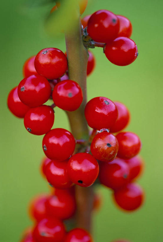 无人,竖图,彩色,室外,特写,白天,留白,美景,植物,浆果,水果,圣诞节,庆祝,装饰,景观,冬天,食品,圣诞树,种子,冬青树,红色,自然,景色,季节,摄影,生长,灌木,五颜六色,环境,色彩斑斓,清新,自然风光,柔焦,五彩缤纷,常绿树,五彩斑斓,五光十色,彩图,法定假日