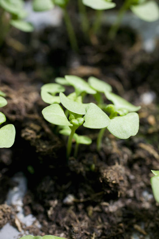 无人,竖图,室外,特写,白天,留白,农业,美景,植物,叶子,景观,泥土,园艺,饮食,自然,树苗,景色,摄影,生长,环境,罗勒,草本,清新,显现,自然风光,柔焦,秧苗,开端,彩图,全画面,全框架,全帧,全画幅