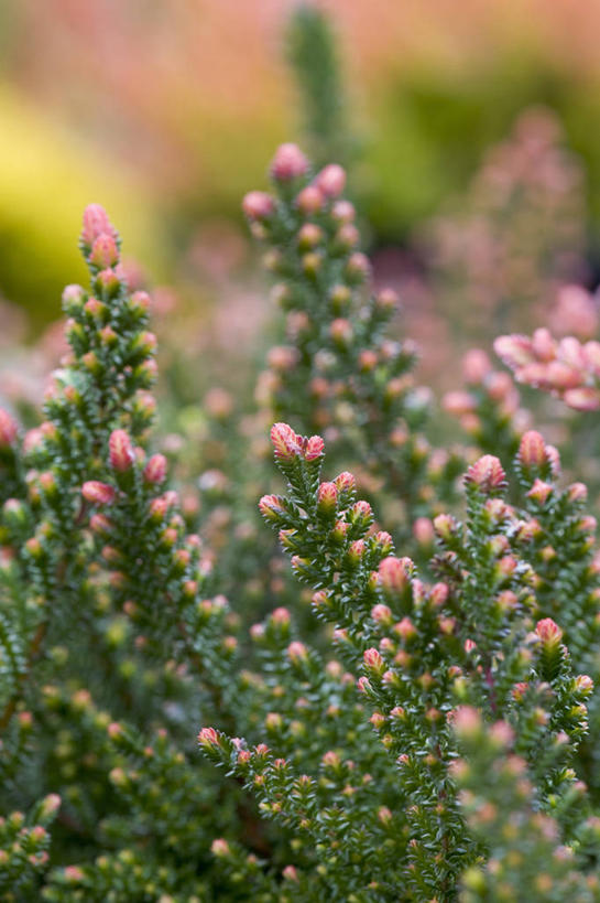 无人,竖图,室外,特写,白天,留白,美景,植物,叶子,细菌,景观,粉色,自然,春天,树苗,景色,摄影,生长,灌木,环境,清新,自然风光,柔焦,常绿树,石南花,开端,彩图,月,原核生物