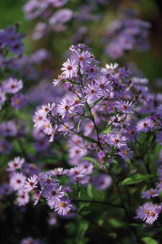 无人,竖图,室外,白天,留白,美景,植物,景观,雏菊,花,花瓣,紫色,自然,夏天,景色,摄影,环境,清新,自然风光,苍白,紫苑,秋天,彩图,全画面,全框架,全帧,全画幅