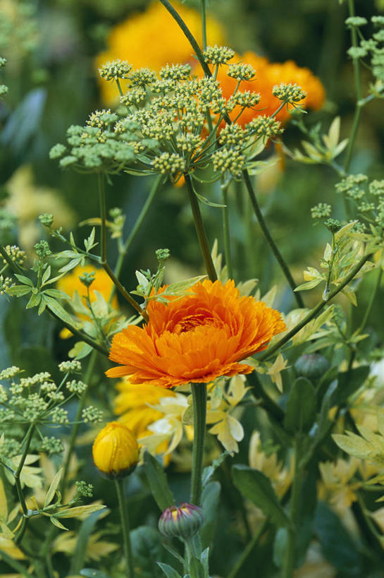 无人,竖图,彩色,室外,特写,白天,友谊,美景,植物,种植,景观,万寿菊,花,花瓣,自然,夏天,橙色,景色,摄影,多样,五颜六色,环境,色彩斑斓,组织,草本,清新,自然风光,柔焦,五彩缤纷,五彩斑斓,金盏花,五光十色,彩图,全画面,全框架,全帧,全画幅