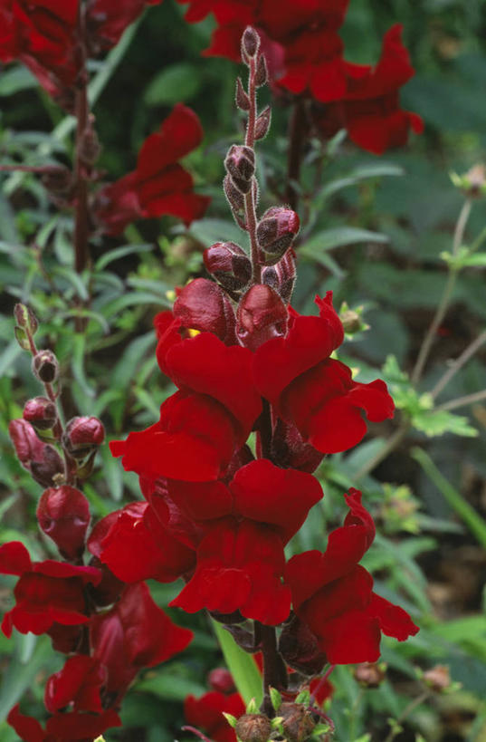 无人,竖图,彩色,室外,特写,白天,留白,美景,植物,景观,床上用品,花,花瓣,红色,自然,装饰物,夏天,景色,摄影,金鱼草,五颜六色,环境,色彩斑斓,自然风光,五彩缤纷,五彩斑斓,五光十色,黑太子爱德华,彩图,全画面,全框架,全帧,全画幅