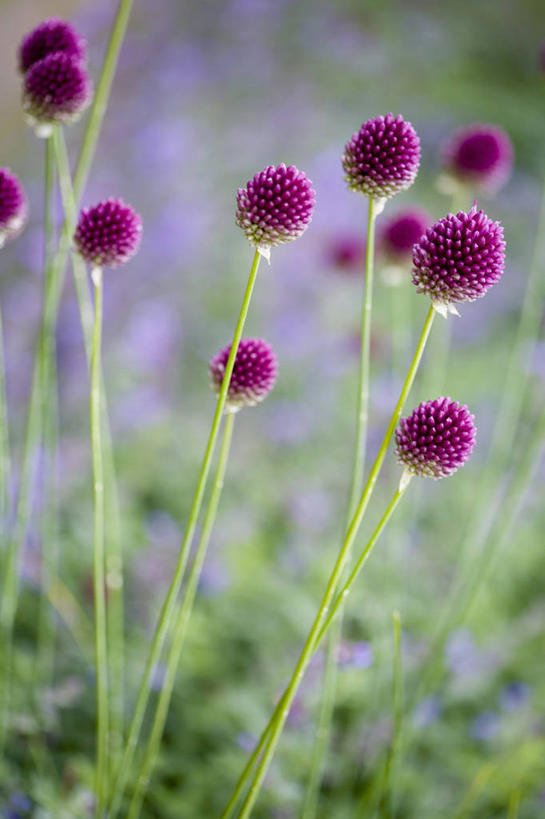 无人,竖图,彩色,室外,特写,白天,留白,美景,植物,景观,茎,花,花瓣,粉色,自然,夏天,景色,摄影,生长,五颜六色,环境,色彩斑斓,清新,自然风光,柔焦,五彩缤纷,五彩斑斓,五光十色,彩图,洋葱花
