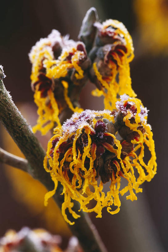 无人,竖图,彩色,室外,特写,白天,留白,美景,植物,景观,冬天,枝,霜,花,花瓣,花朵,黄色,自然,春天,橙色,景色,摄影,生长,灌木,五颜六色,环境,色彩斑斓,脆弱,早晨,清新,自然风光,五彩缤纷,落叶树,五彩斑斓,五光十色,彩图,全画面,全框架,全帧,北美金缕梅,全画幅