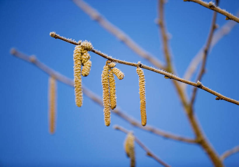 无人,横图,室外,白天,留白,美景,植物,柳树,日光,景观,褐色,枝,花,树,黄色,蓝色,天空,自然,春天,景色,季节,转,摄影,生长,环境,脆弱,早晨,清新,自然风光,柔焦,改变,落叶树,彩图,全画面,全框架,全帧,全画幅,褪色柳