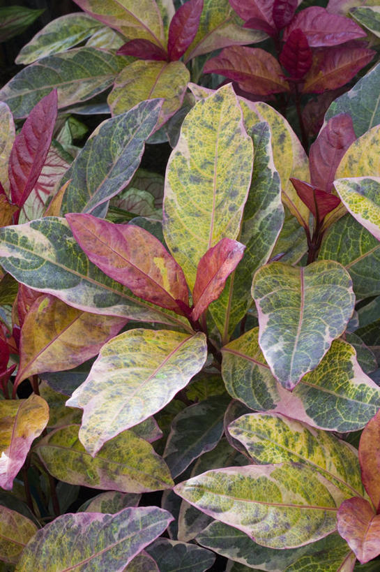 无人,竖图,室外,特写,白天,美景,植物,叶子,斑点,景观,粉色,自然,景色,摄影,灌木,环境,气候,热带气候,自然风光,法国国旗,式样,彩图,全画面,全框架,全帧,全画幅