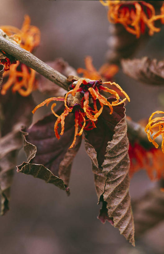 无人,竖图,彩色,室外,特写,白天,留白,美景,植物,叶子,景观,冬天,褐色,枝,花,花瓣,自然,干花,橙色,景色,季节,摄影,生长,灌木,五颜六色,环境,死亡,色彩斑斓,清新,自然风光,柔焦,五彩缤纷,干的,落叶树,五彩斑斓,殒命,灭亡,五光十色,开端,彩图,全画面,全框架,全帧,北美金缕梅,全画幅