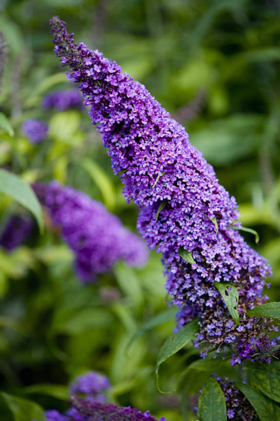 无人,竖图,彩色,室外,特写,白天,留白,美景,植物,孔雀,景观,尖顶,花,花瓣,紫色,自然,夏天,景色,摄影,生长,灌木,五颜六色,环境,色彩斑斓,锋利,尖锐,清新,自然风光,柔焦,五彩缤纷,落叶树,五彩斑斓,醉鱼草,热带鸟,五光十色,彩图