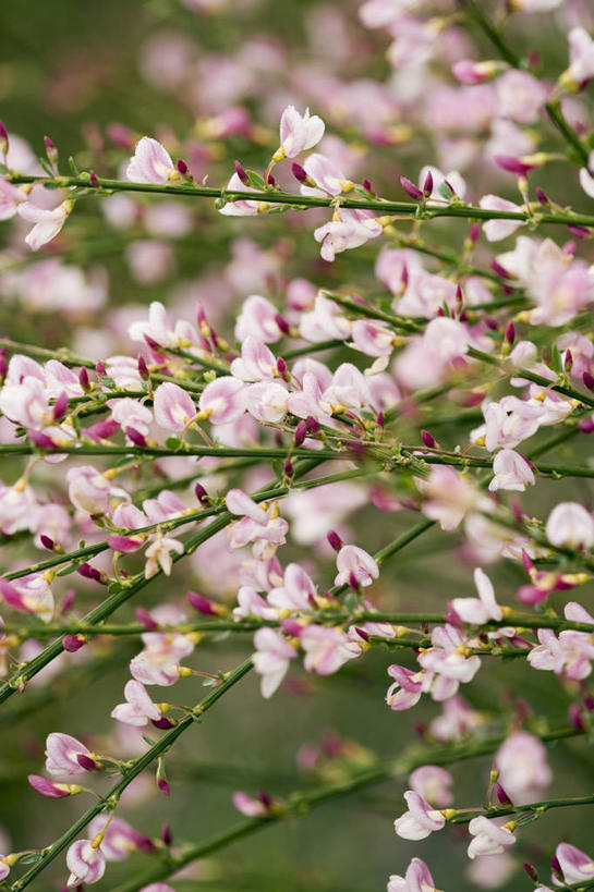 无人,竖图,室外,特写,白天,留白,美景,植物,扫帚,景观,枝,花,花瓣,粉色,自然,春天,景色,摄影,生长,灌木,环境,清新,自然风光,柔焦,苍白,黄刺条,黄棘,黄雀花,酱瓣子,金雀花,锦鸡儿,生血草,土黄豆,阳雀花,一颗血,粘粘袜,彩图,全画面,全框架,全帧,全画幅