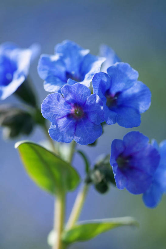 无人,竖图,彩色,室外,特写,白天,留白,美景,植物,日光,景观,花,花瓣,蓝色,自然,春天,景色,摄影,五颜六色,环境,色彩斑斓,草本,清新,自然风光,柔焦,五彩缤纷,五彩斑斓,五光十色,彩图,全画面,全框架,全帧,全画幅,兜藓