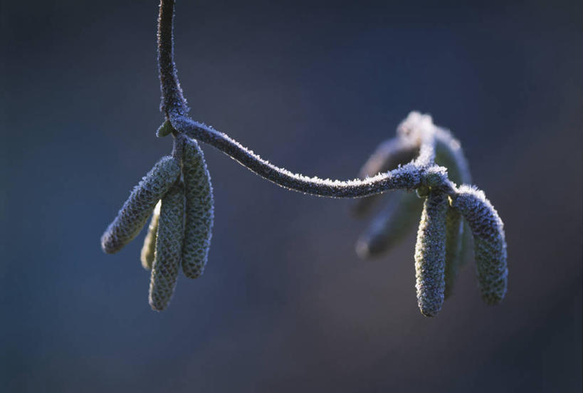 无人,横图,室外,特写,白天,留白,美景,植物,柳树,松树,开瓶器,景观,冬天,坚果,褐色,果实,果树,枝,天气,开瓶,霜,花,树,树木,黄色,绿色,自然,干果,春天,景色,寒冷,季节,转,摄影,生长,成长,环境,脆弱,开启,早晨,自然风光,柔焦,改变,榛子,启瓶器,落叶树,瓶启,山板栗,彩图,黑松,褪色柳,酒具