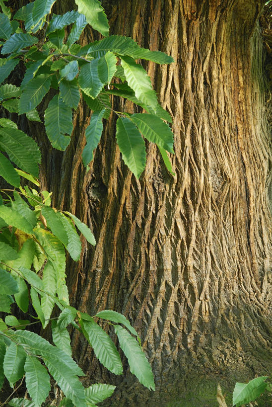 无人,竖图,室外,特写,白天,美景,植物,粗糙,景观,树皮,树,树干,自然,景色,摄影,毛糙,自然风光,落叶树,肌理,栗树,式样,彩图,全画面,全框架,全帧,全画幅,粗拙,对焦