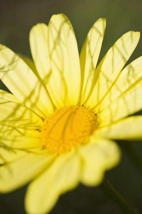 无人,竖图,室外,特写,白天,留白,美景,太阳,植物,日光,阴影,盛开,景观,茼蒿菊,花蕾,雏菊,花,花瓣,花朵,鲜花,一朵,黄色,自然,夏天,花苞,花蕊,景色,摄影,明亮,清新,自然风光,柔焦,彩图,对焦