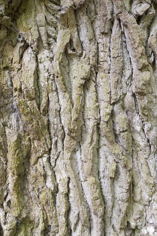 无人,竖图,室外,特写,白天,美景,植物,英国,粗糙,景观,褐色,树皮,树,树干,古树,自然,景色,摄影,生长,毛糙,自然风光,橡树,落叶树,肌理,彩图,全画面,全框架,全帧,全画幅,粗拙