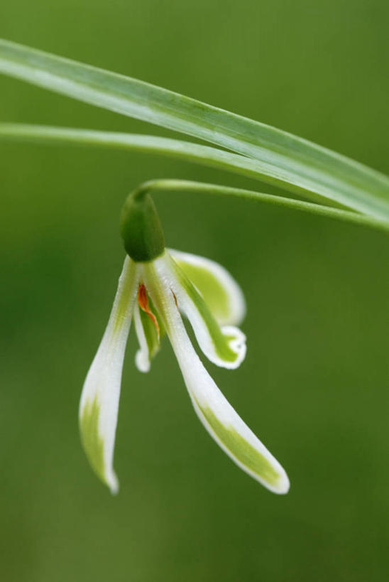 无人,竖图,室外,特写,白天,留白,美景,植物,蔬菜,新鲜,景观,冬天,食品,花,花瓣,食物,一个,绿色,白色,自然,春天,景色,摄影,有机食品,绿色食品,单个,脆弱,早晨,清新,自然风光,柔焦,雪花莲,苍白,彩图,对焦,二月