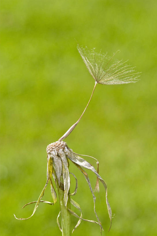 无人,竖图,室外,特写,白天,留白,美景,植物,景观,褐色,种子,自然,干花,景色,摄影,生长,脆弱,自然风光,婆罗门参,散布,彩图,对焦