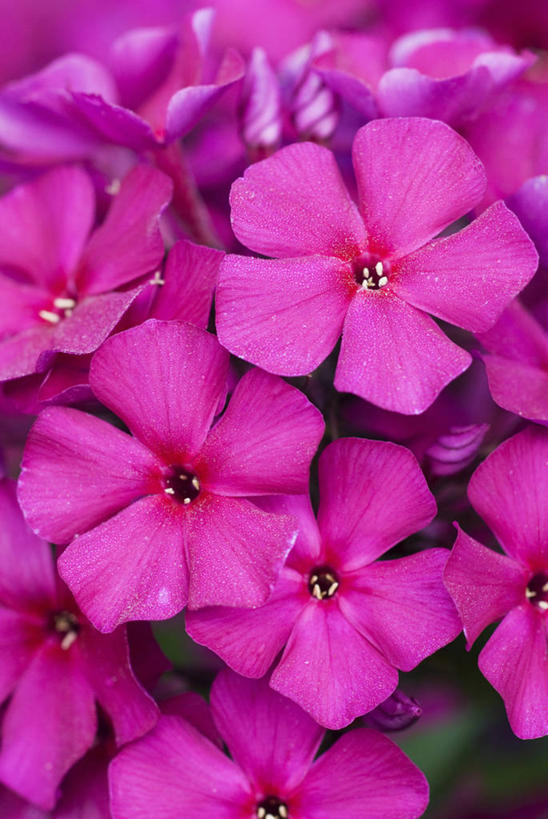 无人,竖图,彩色,室外,特写,白天,留白,美景,植物,景观,花,花瓣,粉色,紫色,自然,夏天,景色,摄影,五颜六色,明亮,色彩斑斓,清新,自然风光,柔焦,五彩缤纷,五彩斑斓,五光十色,草夹竹桃,彩图,全画面,全框架,全帧,宿根福禄考,天蓝绣球,夏福禄,锥花福禄考,全画幅,对焦,多年生植物