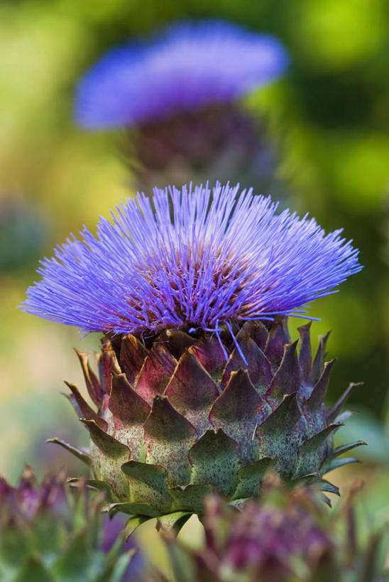 无人,竖图,室外,特写,白天,美景,植物,建筑,景观,花,紫色,自然,夏天,蓟,景色,摄影,锋利,尖锐,自然风光,彩图,对焦