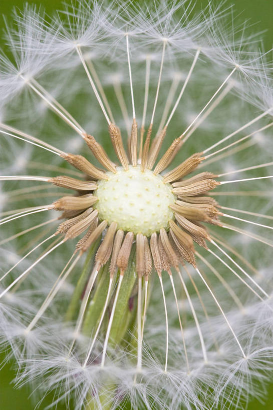 室外,白天,美景,植物,蒲公英,圆形,景观,种子,野花,白色,自然,夏天,干花,球体,景色,摄影,生长,清新,自然风光,散布